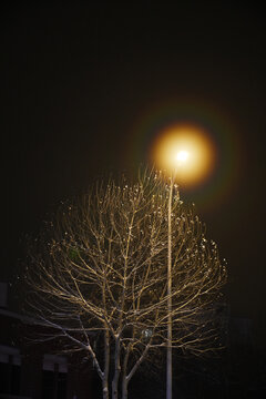 雪后路灯下的树