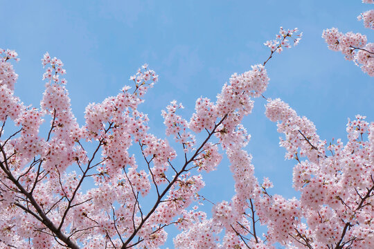 蓝天下的樱花