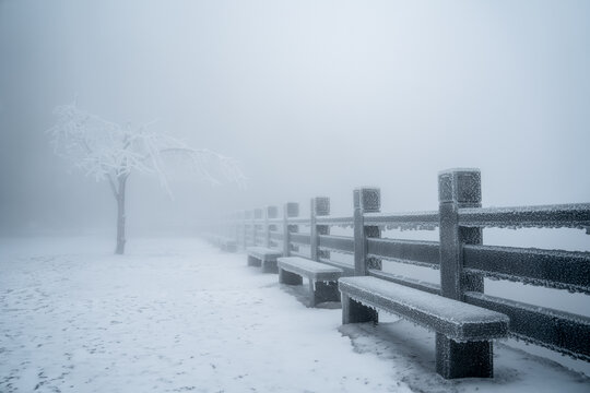 风雪一树