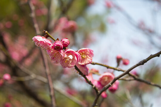 梅花