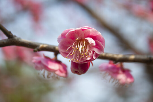 梅花