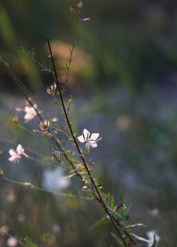 白桃花