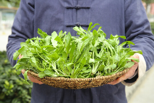 手里拿着新鲜荠菜