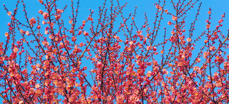 红梅花