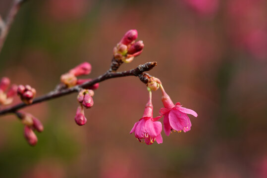 樱花