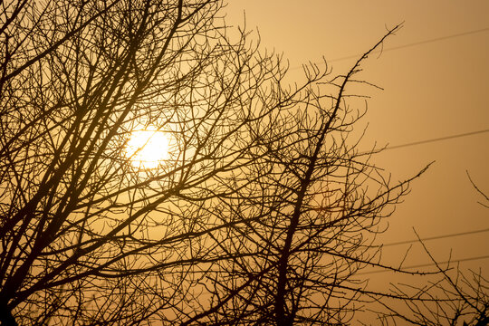 冬季乡下朝阳和老树