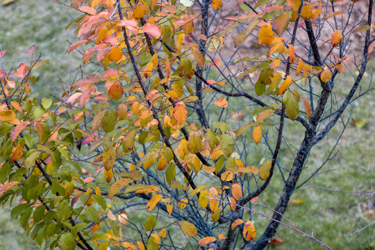 秋冬季红叶树稍