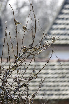 冬季晴天北方农村枝头的麻雀