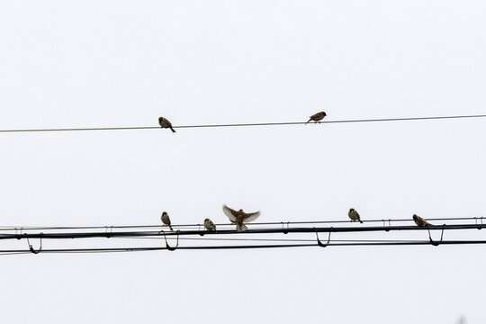 冬季乡下电线上的麻雀