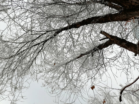 雪压枝头