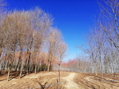 冬天树林风景