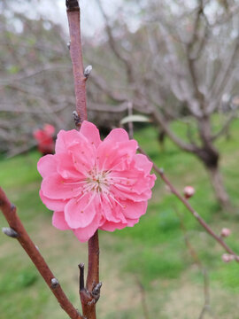 桃花