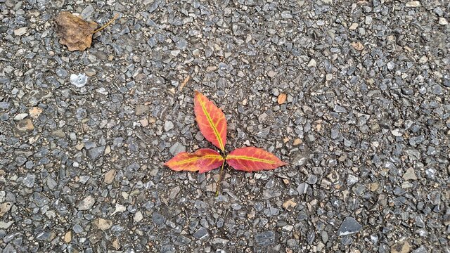 地面上美丽的树叶
