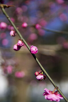 梅花盛开