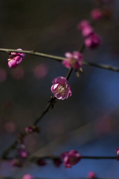 梅花的特写