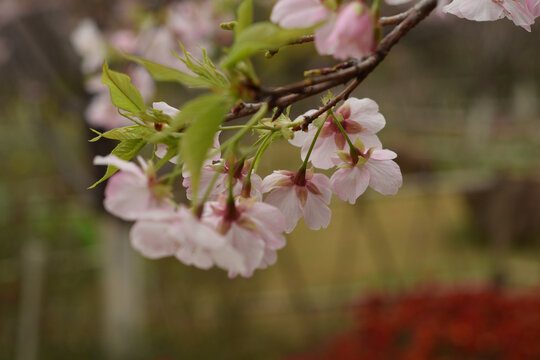 樱花