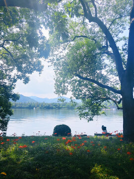 杭州西湖湖边树荫美景