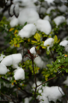 下雪