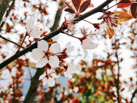 春天里盛开的白色杏花