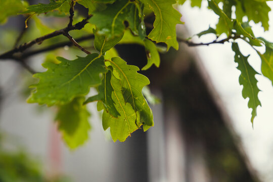 秋季雨后挂满水珠的树叶