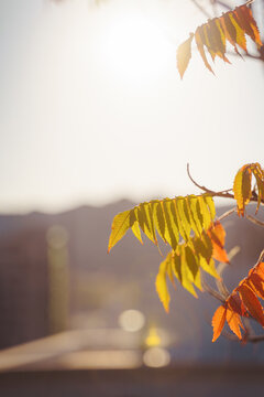 秋季阳光清新图片