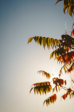 蓝天红色枝叶你好秋天你好十月