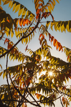 秋天户外植物图片