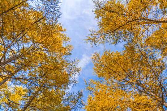 秋季蓝天下的高耸树林