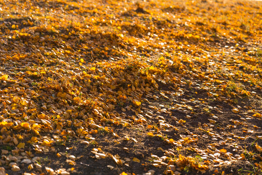 秋天落叶满地的金色草地