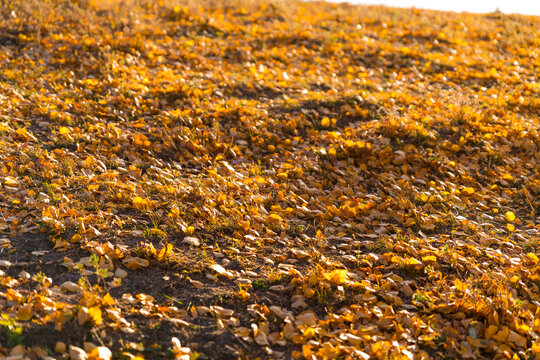 秋天的金色草地布满阳光