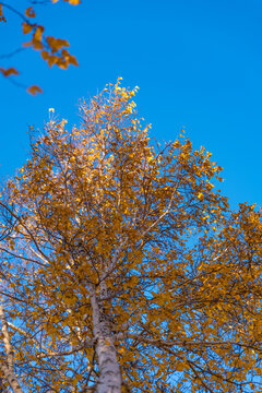 秋季变色的白桦树与天空