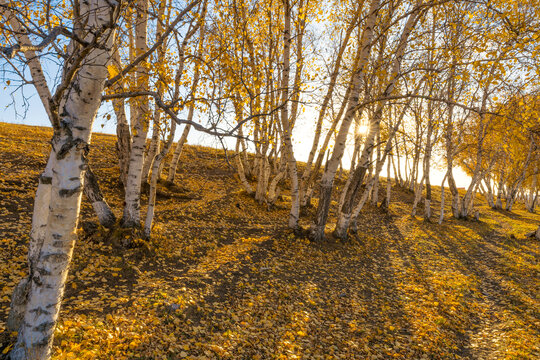 秋天阳光穿过白桦树丛