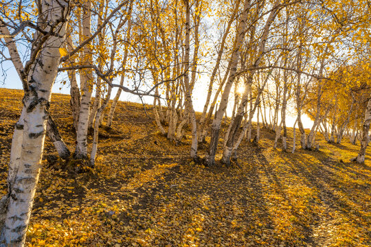 秋天的阳光透过白桦树丛