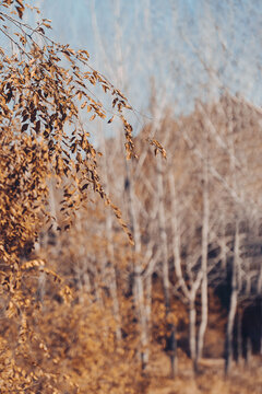 秋天户外的白桦林