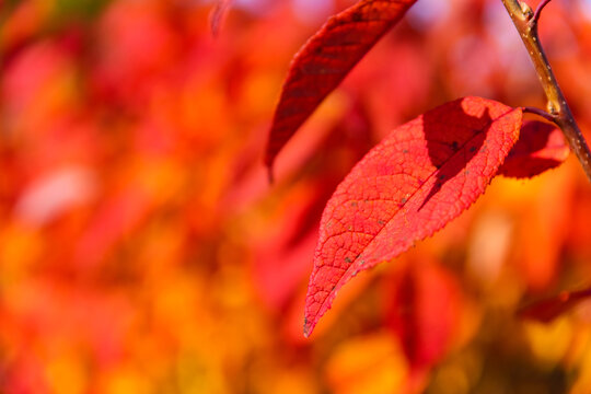 秋季变红的枝叶