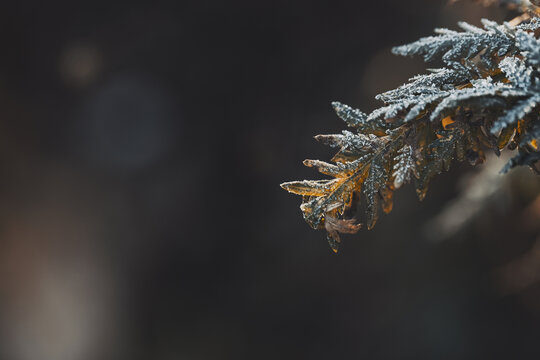 霜降立冬结霜的绿植晨光唯美