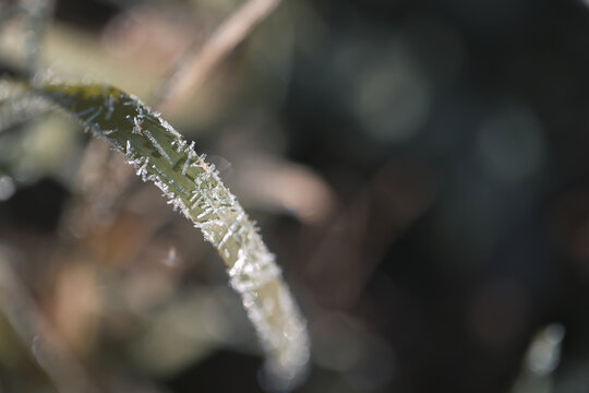 霜降立冬植物结霜结冰