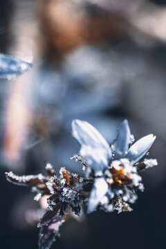 植物叶片上霜结冰节气图片