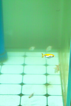 鱼缸和金鱼