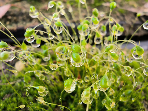 苔藓葫芦藓缀满露珠