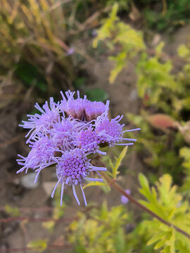 秋天的紫色小花