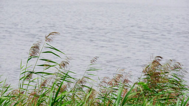 夏季公园水边芦苇摄影