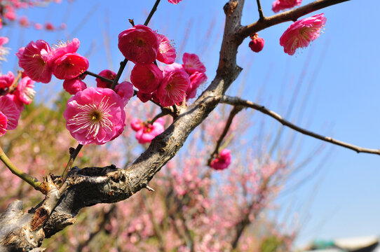 红梅花开