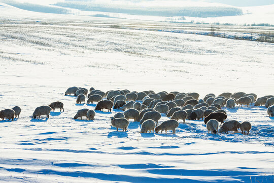 冬天雪原羊群牧羊