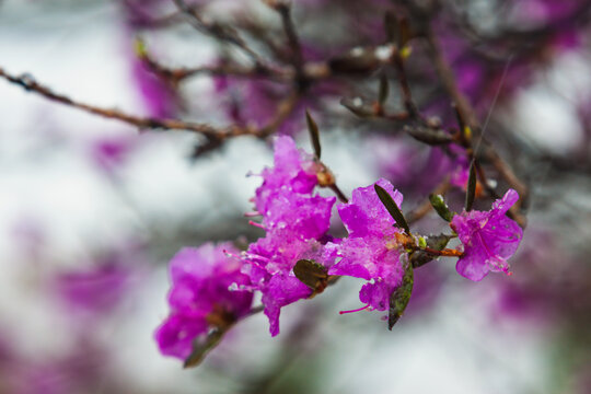 雪中杜鹃花