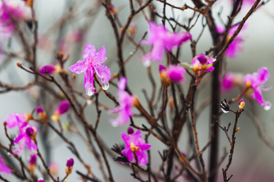 春天无叶杜鹃花