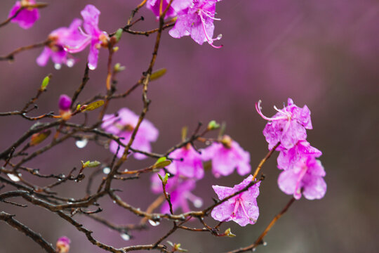 春天杜鹃花