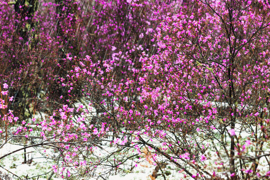 春雪杜鹃花开