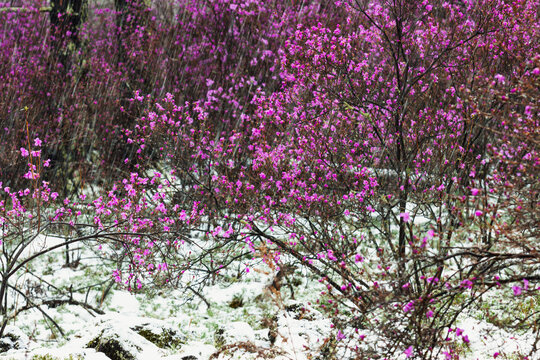 春季雪中杜鹃花