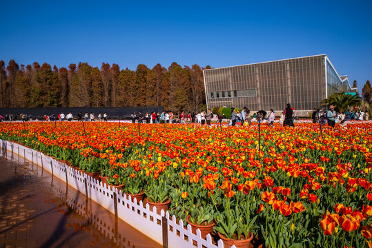 郁金香花园